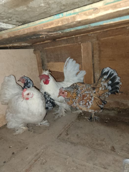 Японский тауык. Кораз