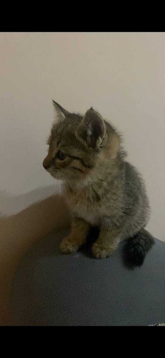 Мушук боллари берилади домашний бесплатно