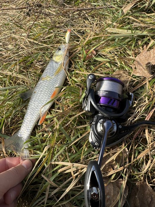 Daiwa Prorex X LT 2500