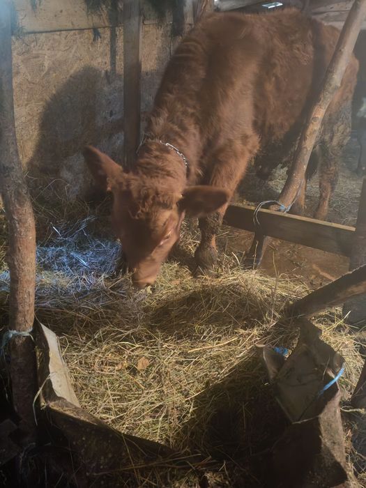 Vițel 6 luni 4000 lei