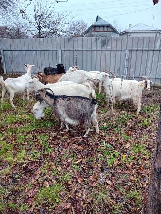 Capre sannen gestante