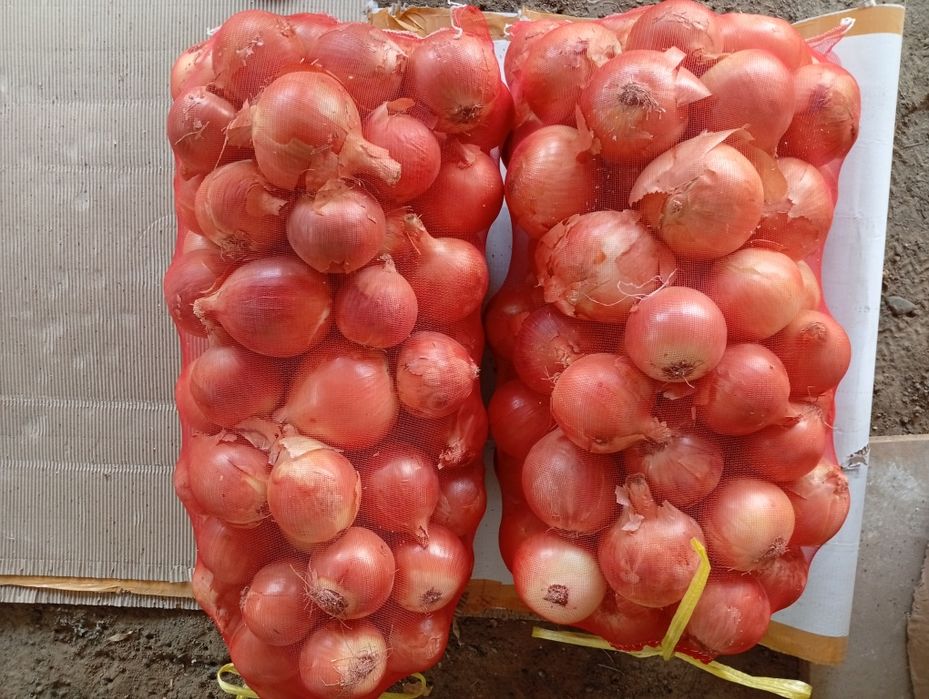 Solib piyoz sotiladi