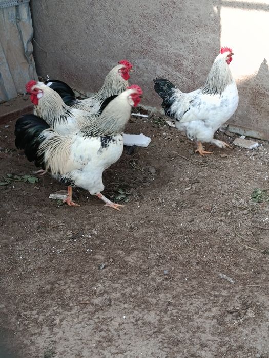 Красивые петухи 6-7 месяцев