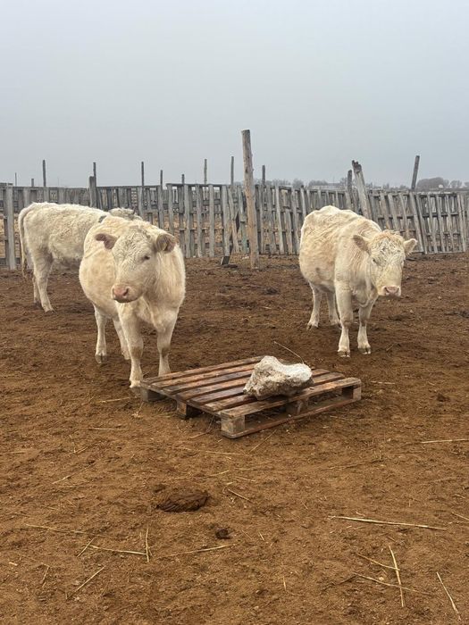Ауликол сыйыр сатылады