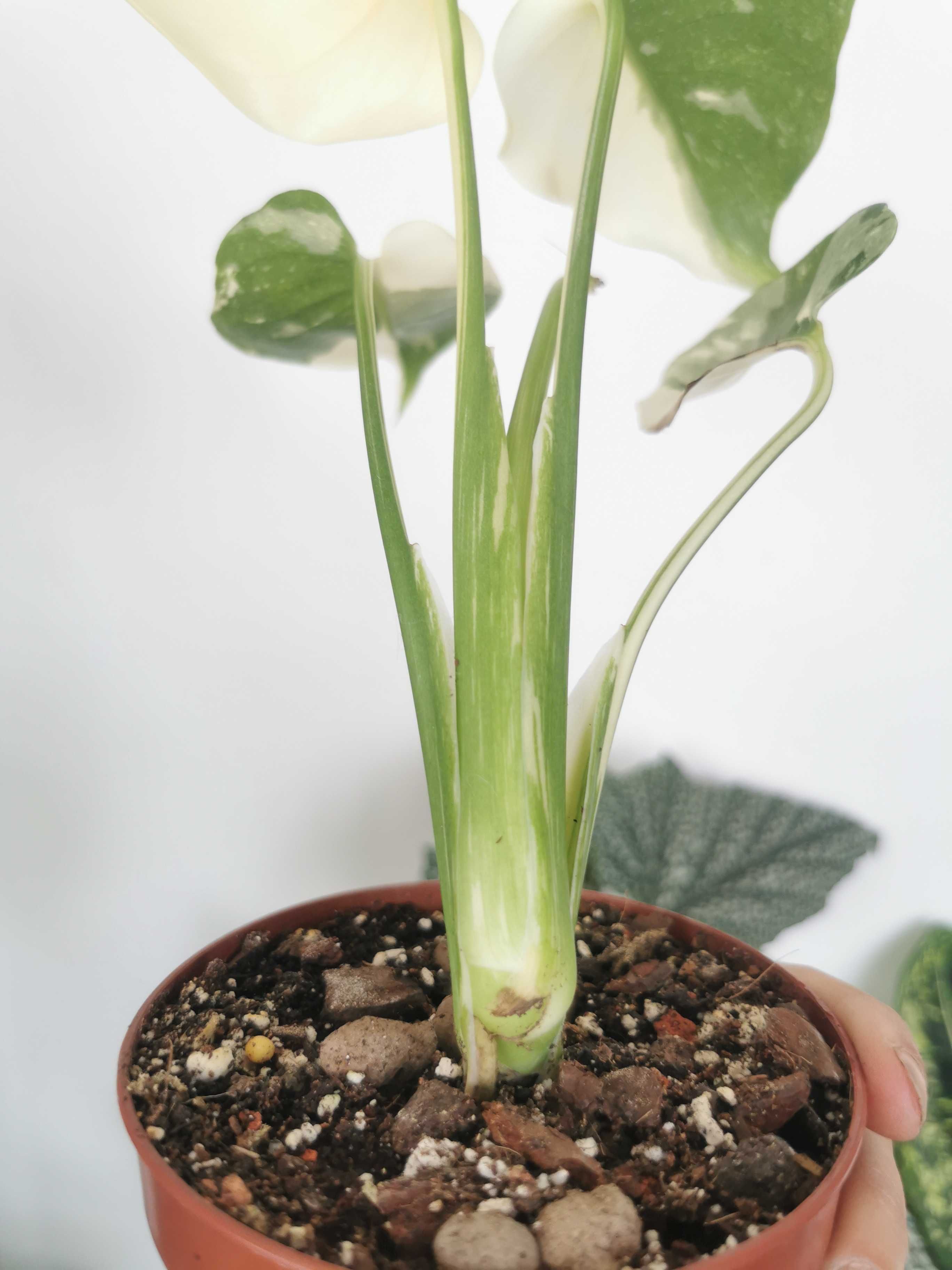 Monstera Thai Constellation, special variegation
