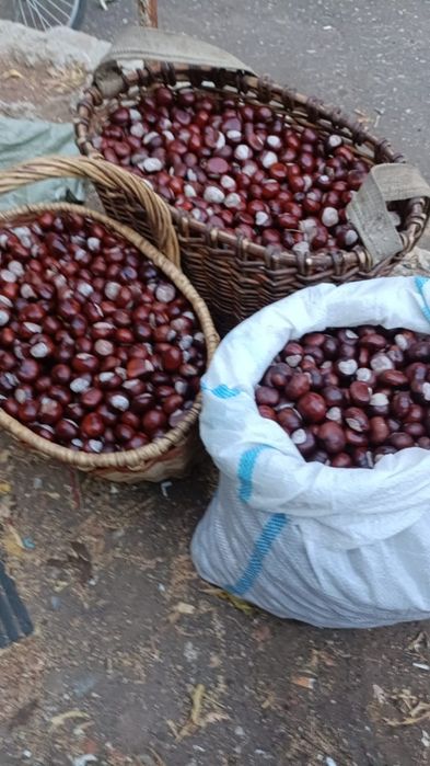 Конский каштан свежий урожай