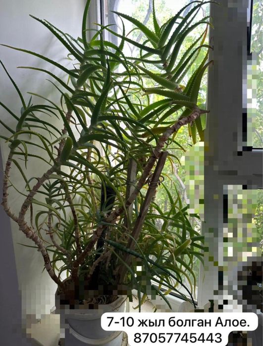фотода биринши турган Алое. емдiк,8-10 жылдык,