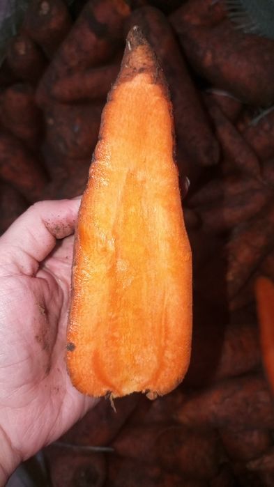 Продам морковь едовую