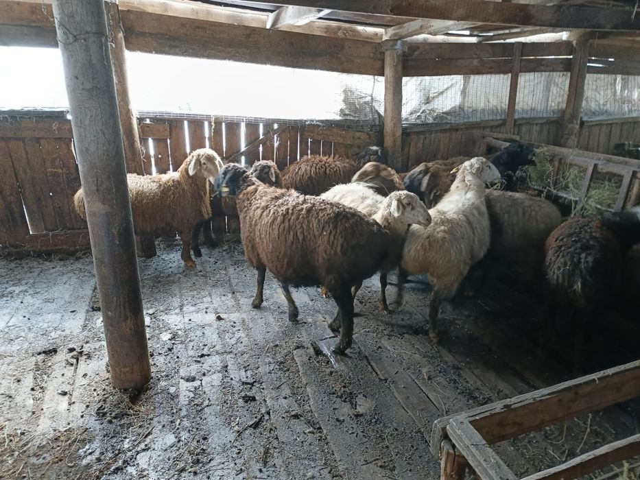 Бараны.овцы.кой.кошкар