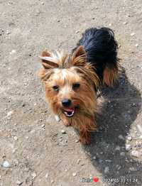 Yorkshire terrier talie mică