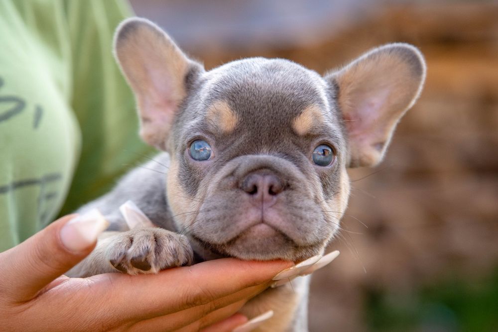 bulldog francez lilac tan