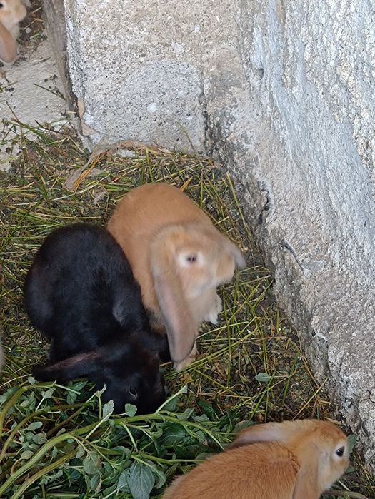 Berbec german galben și negru