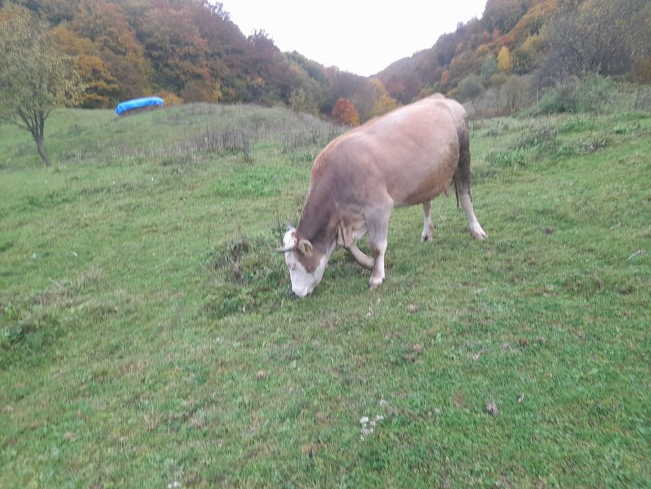 Vaca în vârsta de 2 an jumate