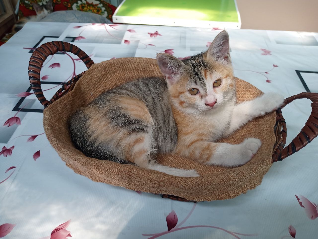 Ассалому алейкум. Подарю умных, веселых котят .