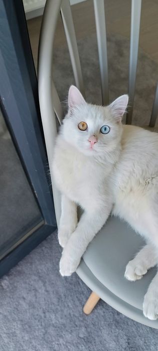 В хорошие руки Ташкент