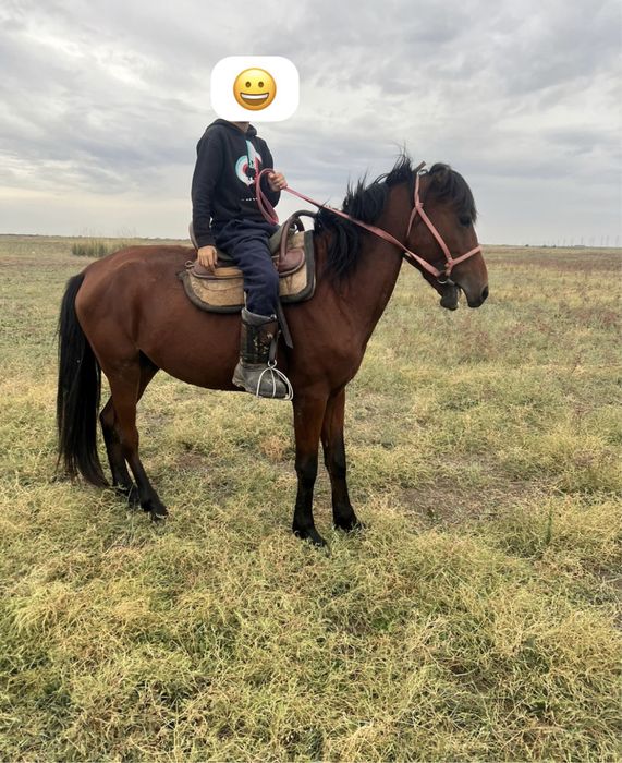 Айгыр сатылады 5 жасар казакы жылкы, семиз биеге обмен бар, аян жорга