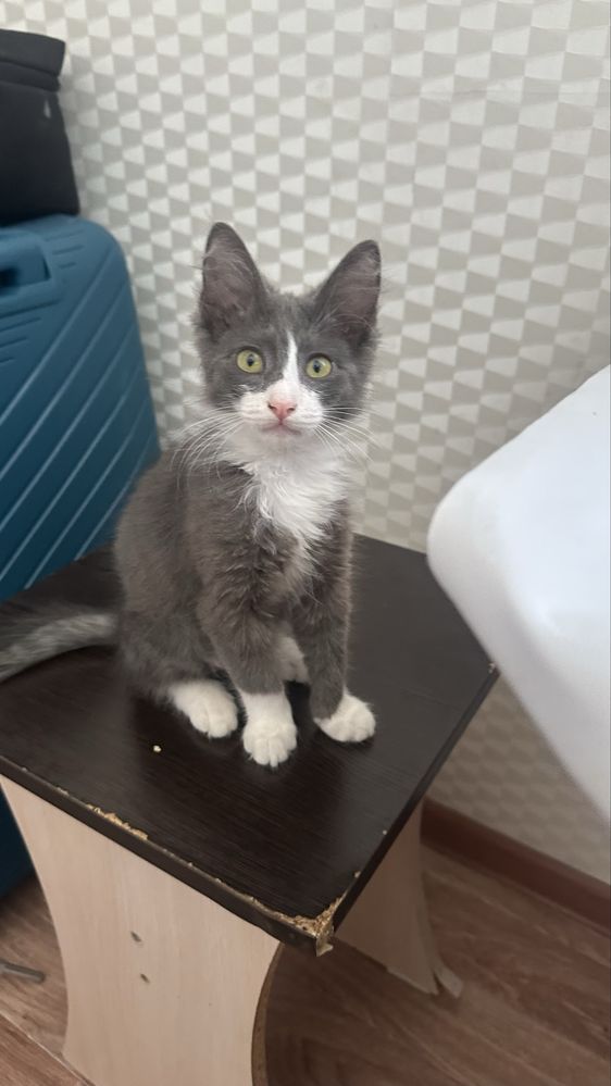 Котенок кішкентай Мысық
