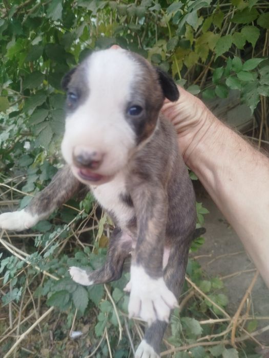 щенки породы бультерьер