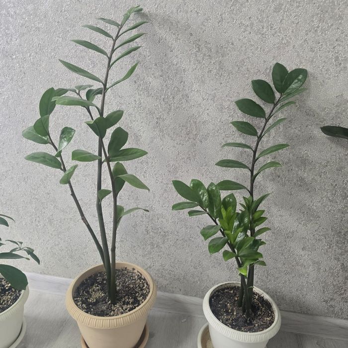 Срочно продам комнатные цветы