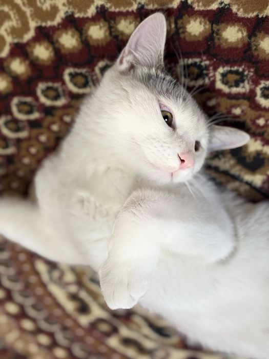 Отдам даром котика