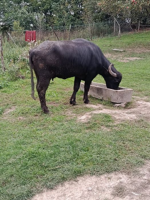 Ofer spre vânzare 2 bivolițe