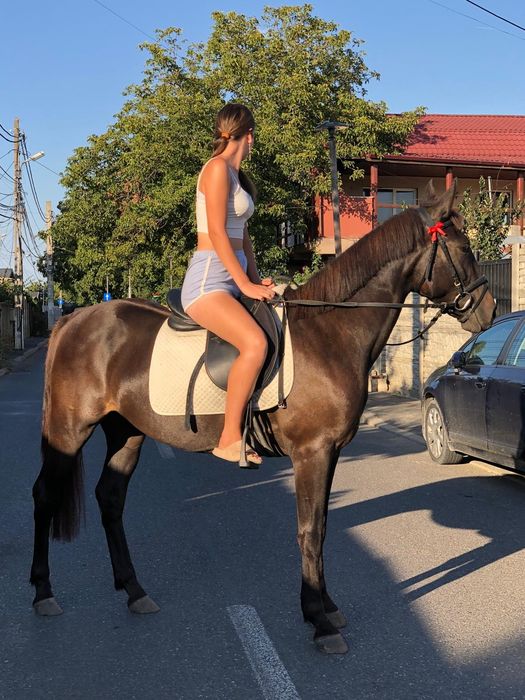 Iapă de vânzare – 3 ani, metis de frizian de vânzare urgent !!