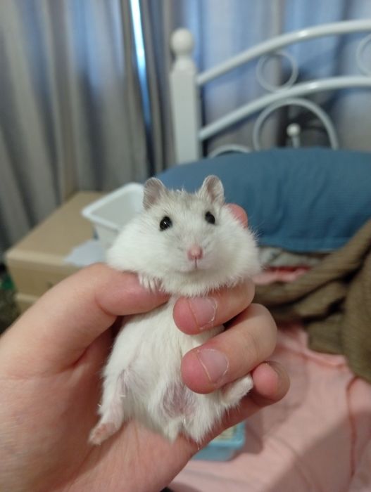 Продам хомяка, белый джунгарик