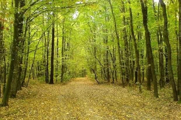 Teren 4200mp, lângă lac, pădure–SUPER PREȚ:2,5€/mp, direct proprietar!