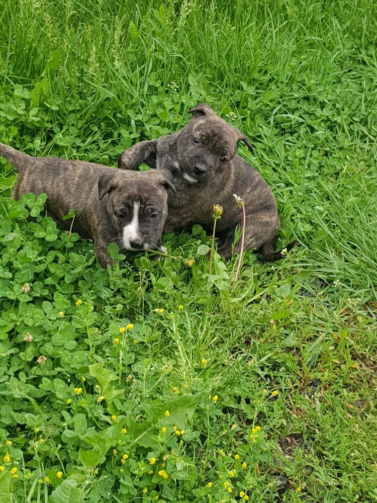 Cateluse amstaff