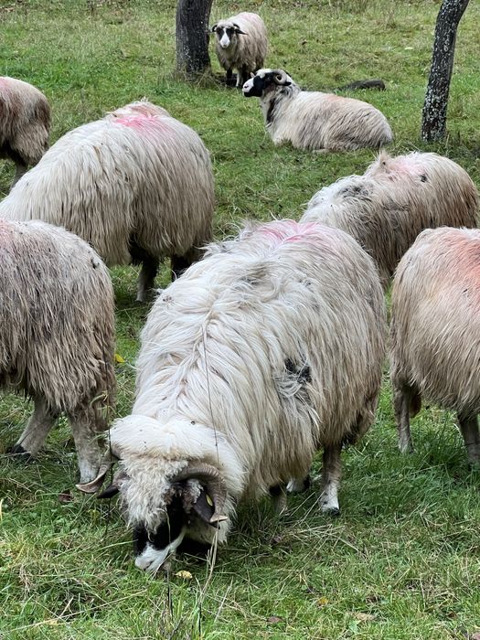 Oii de vanzare si 2 berbecii