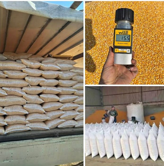 Vand porumb cu transport la domiciliu