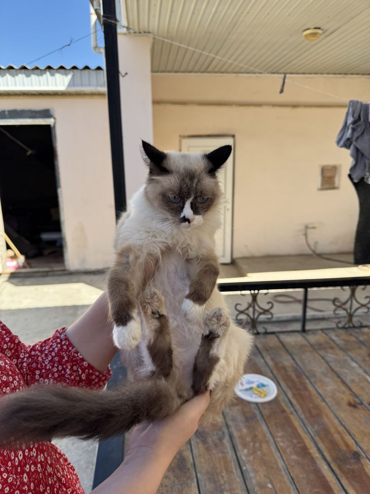 Кошка Пародо Регдолл