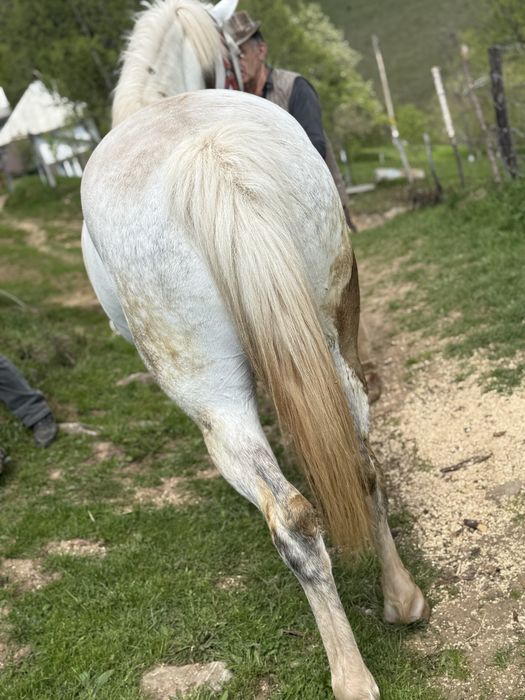 Vând Iapă de 6 ani foarte blândă și cuminte