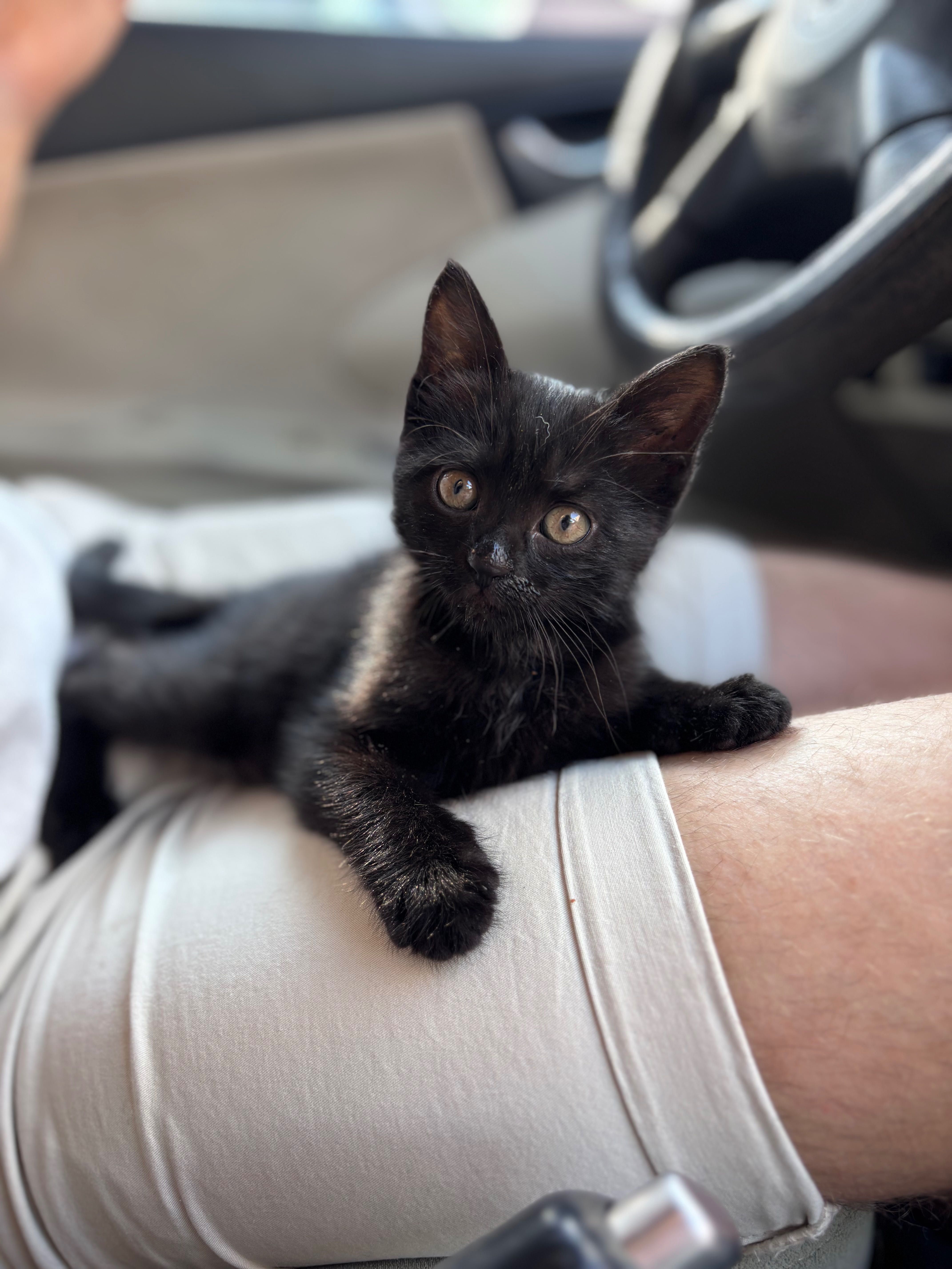 Подарявам черно коте