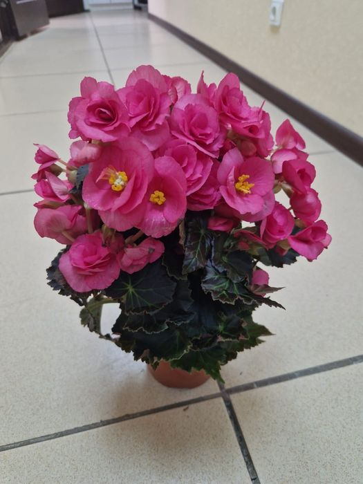 Продам комнатные цветы