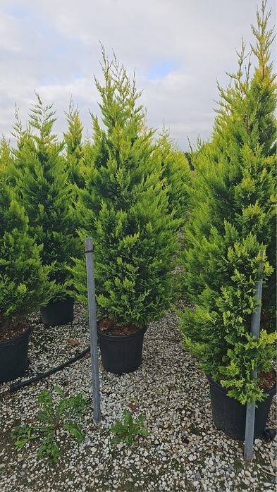 Cupressocyparis leylandii ideal pentru un gard viu