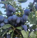 Prune pentru tuica coapte