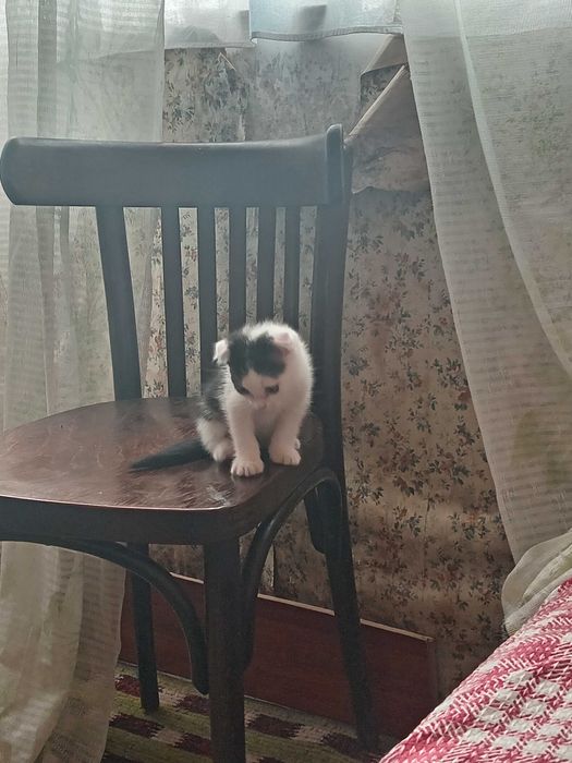 Scottish fold мушукчалар!