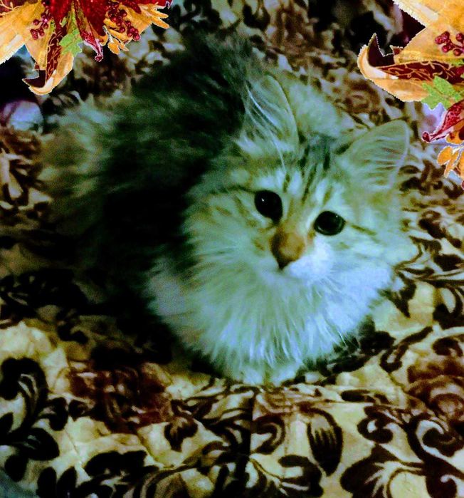 Сибирские котята!