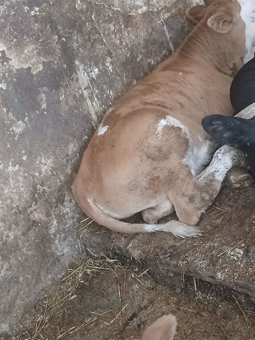 Vand un tauras si 2 vițele