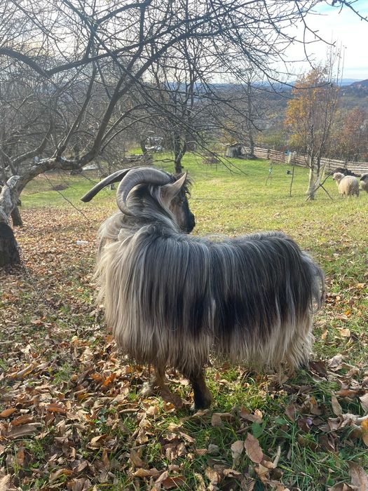 Vând capre cu țap