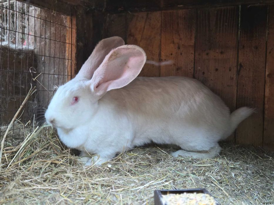 Продам кролов бургундцев, калифорнийцев, полтавское серебро