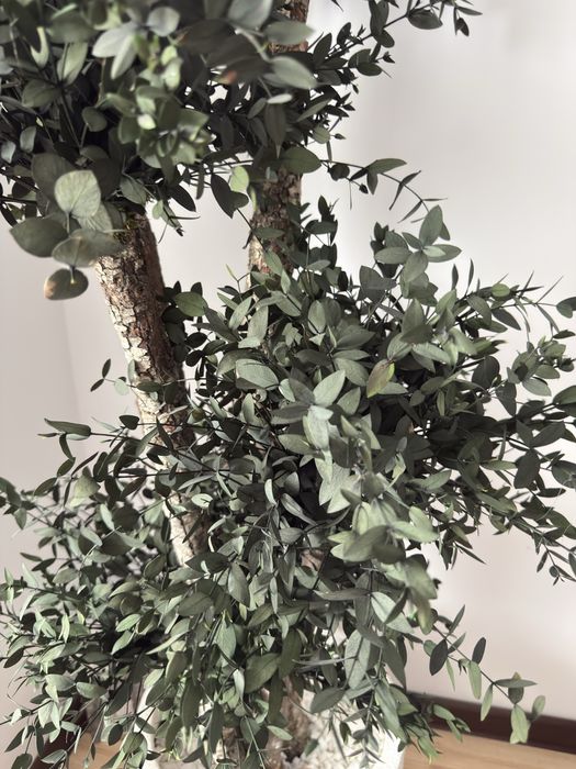 Copac natural stabilizat Parvifolia cu 5 sfere 165 cm