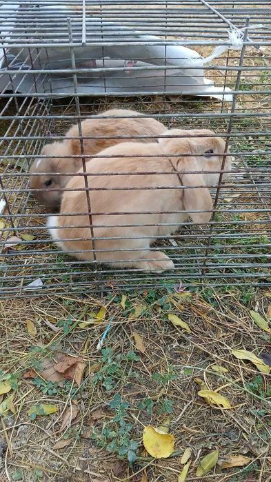 Кролик карликивый