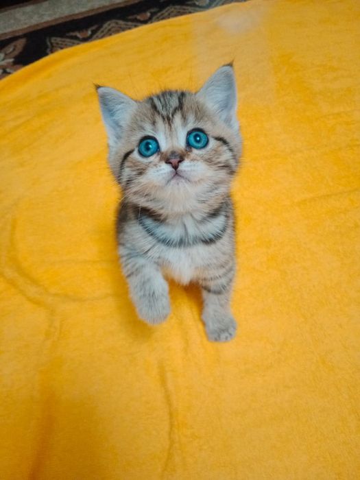 Котики и кошечки британские