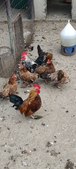 Găini americane pitici