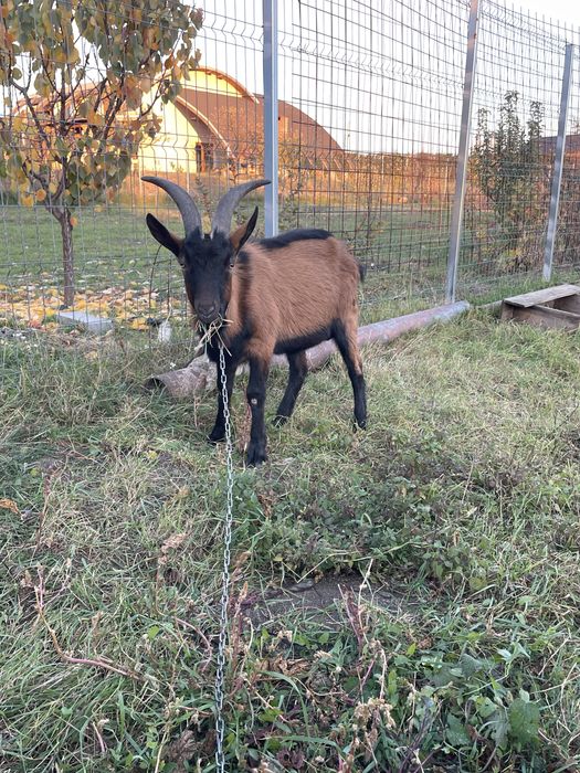 Vând Un Țap De 8 Luni !