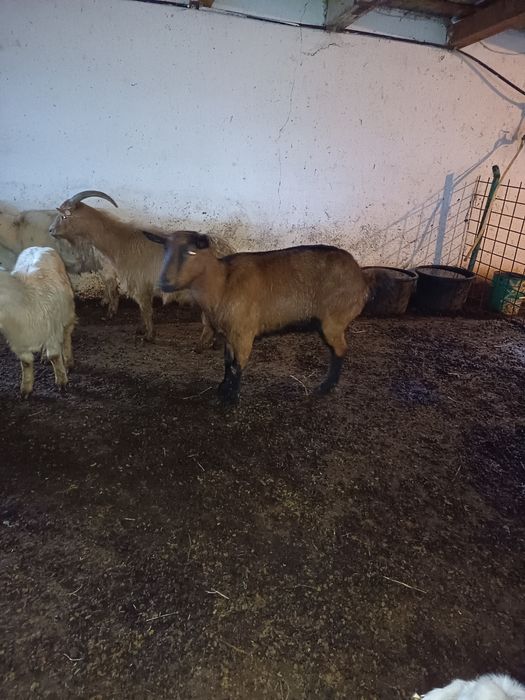 Capre alpina ,alba de banat