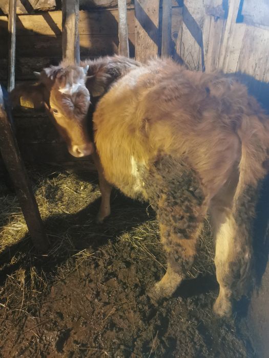 Vind juninca . Geamana.