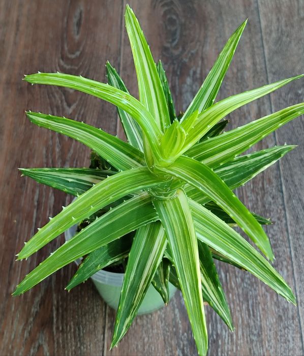 Алое вариегатный